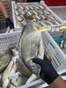 L‘’哇！这么鲜！‼️手钓黄翅鱼今日有货，营养价值高活冻 商品缩略图3