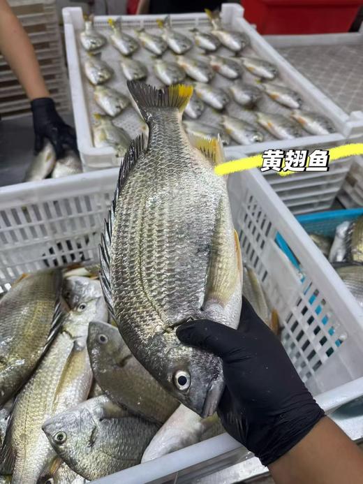L‘’哇！这么鲜！‼️手钓黄翅鱼今日有货，营养价值高活冻 商品图3