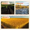 【金皇会员59金币专享】稻可道2025新米上市 五常大米10斤（5公斤） 东北大米 商品缩略图2