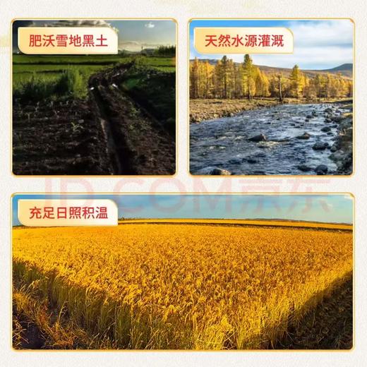 【金皇会员59金币专享】稻可道2025新米上市 五常大米10斤（5公斤） 东北大米 商品图2