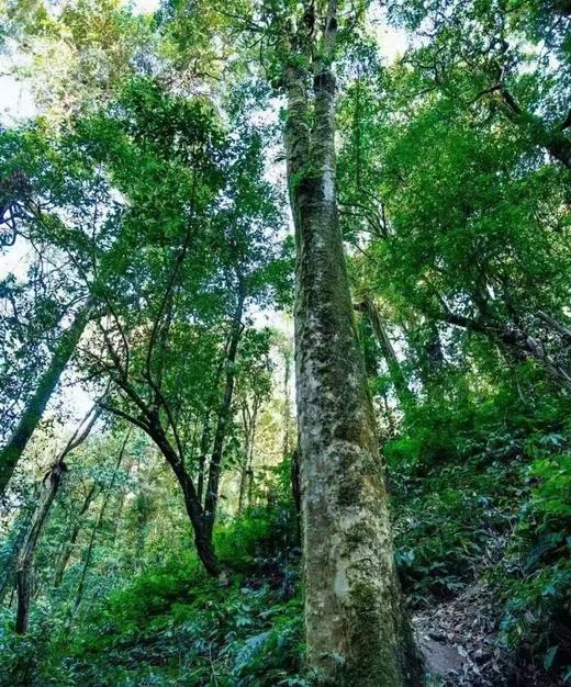 易武百花潭珍藏【高杆白茶龙珠】 商品图13