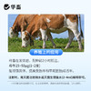 华畜注射用促黄体素释放激素A3多胎素促排仔多猪牛羊犬猫兔排卵素 商品缩略图2