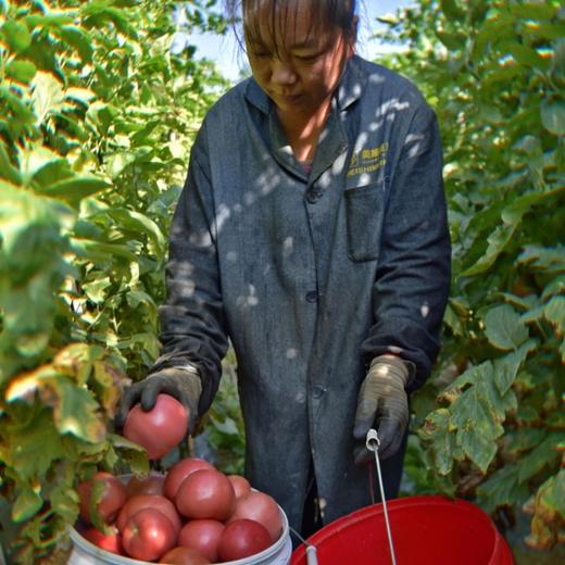 攀枝花露天沙瓤西红柿【现摘现发，更适合做菜】 商品图1