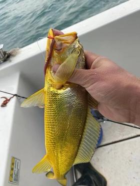 & 新鲜上岸的深海大黄花鱼‼又鲜又嫩👍🏻补脑黄金鱼！【活冻】