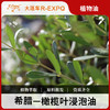 橄榄叶浸泡油 希腊进口原料批发身体按摩SPA基础植物精华油 商品缩略图0