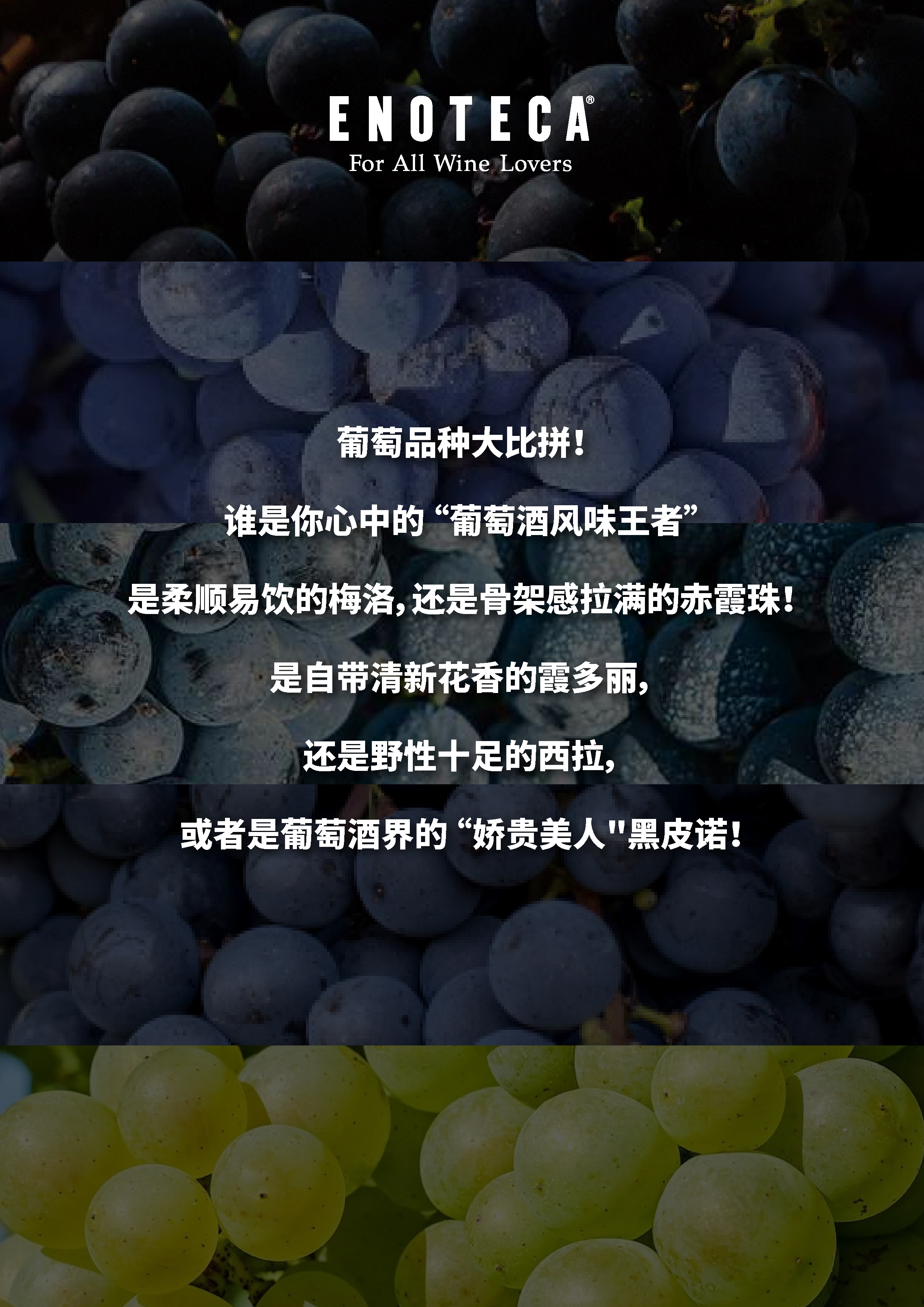 葡萄品种大比拼！！！