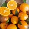 广西生态沃柑 | 基地直发* Ecological Orah 商品缩略图3