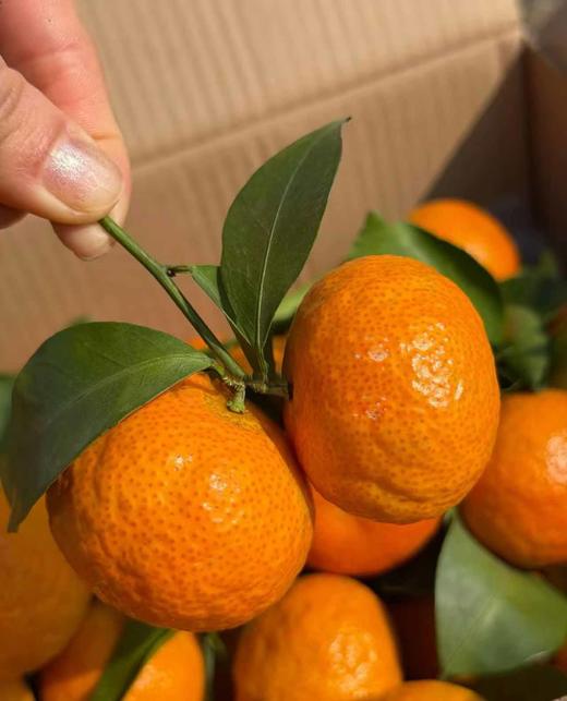 周四取货：【树熟靓橘吉】一箱毛重5斤左右，果肉爽脆，汁多！ 商品图1