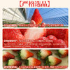 尹哥的草莓 精品丹东三色草莓 商品缩略图2