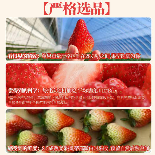尹哥的草莓 精品丹东三色草莓 商品图2
