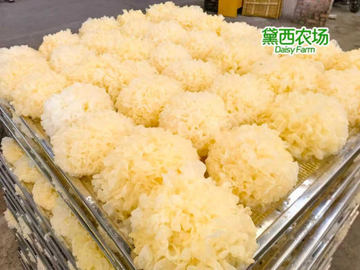 【黛西农场·小方盒有机银耳】年货节🔥新品首发❗国家地理标志古田出品❗天然有机认证，😍 有机银耳，福建古田干货特产 有机认证‼️0添加煲汤食材 纯净无污染 商品图4