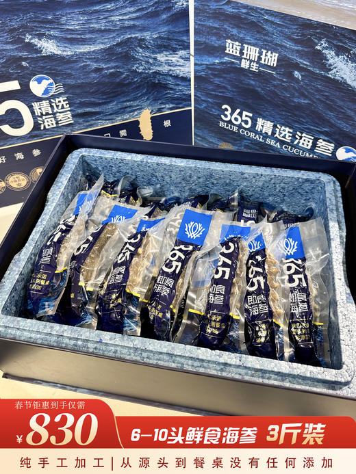 【春节好礼】830元3斤鲜食海参 商品图0