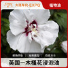 木槿花浸泡油原料批发SPA按摩植物基础油美容院按摩油批发 商品缩略图0