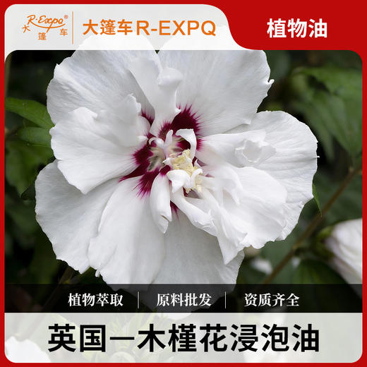 木槿花浸泡油原料批发SPA按摩植物基础油美容院按摩油批发 商品图0