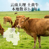 【地道风味丨食味的初相 云南野菌牛肉金酸汤米线*3盒/5盒】精选土黄牛牛腱子肉，肉质紧实，美味牛肝菌等低温熬制，百香果浓郁酸汤底，四种不同定制料包+米线，Q弹爽口，美味十足~ 商品缩略图6