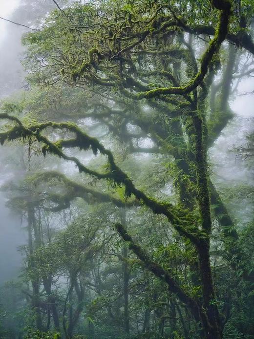 云南界头油菜花、边境瑞丽&芒市“异国”风情、神秘哀牢山“暮光森林”、临沧云海、元阳梯田光影8天摄影团 商品图7