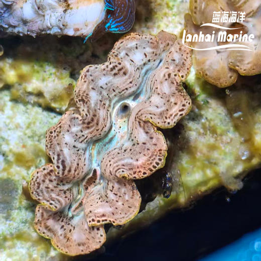 人工长砗磲 B（滤水） 商品图5