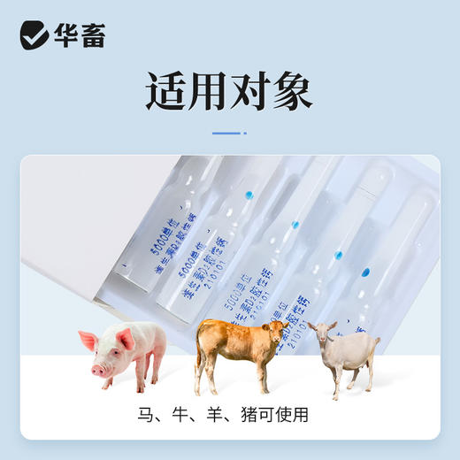 华畜维生素D2胶性钙注射液  补钙 佝偻病软骨症维丁胶性钙 商品图2