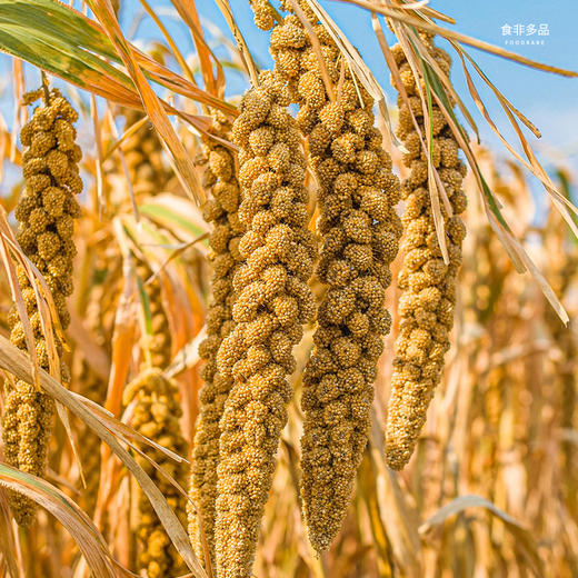 中国地标食物 | 正宗山西沁州黄小米 米油丰厚 米汤金黄 香甜暖胃 商品图7