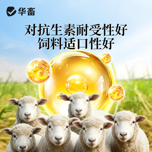 华畜酵皇1kg提高免疫力提高肠道消化 商品图6