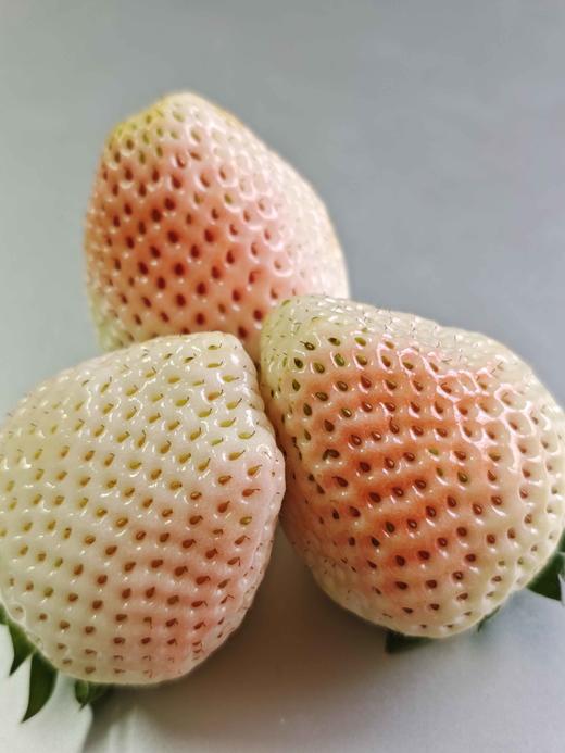 磨味莓 商品图6