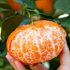 【2026新鲜上市】四川新品甘平柑橘皇后   皮薄多汁 个大香甜 商品缩略图3