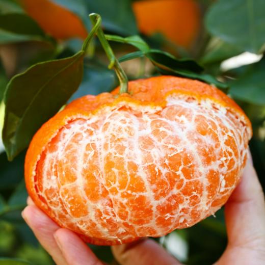 【2026新鲜上市】四川新品甘平柑橘皇后   皮薄多汁 个大香甜 商品图3