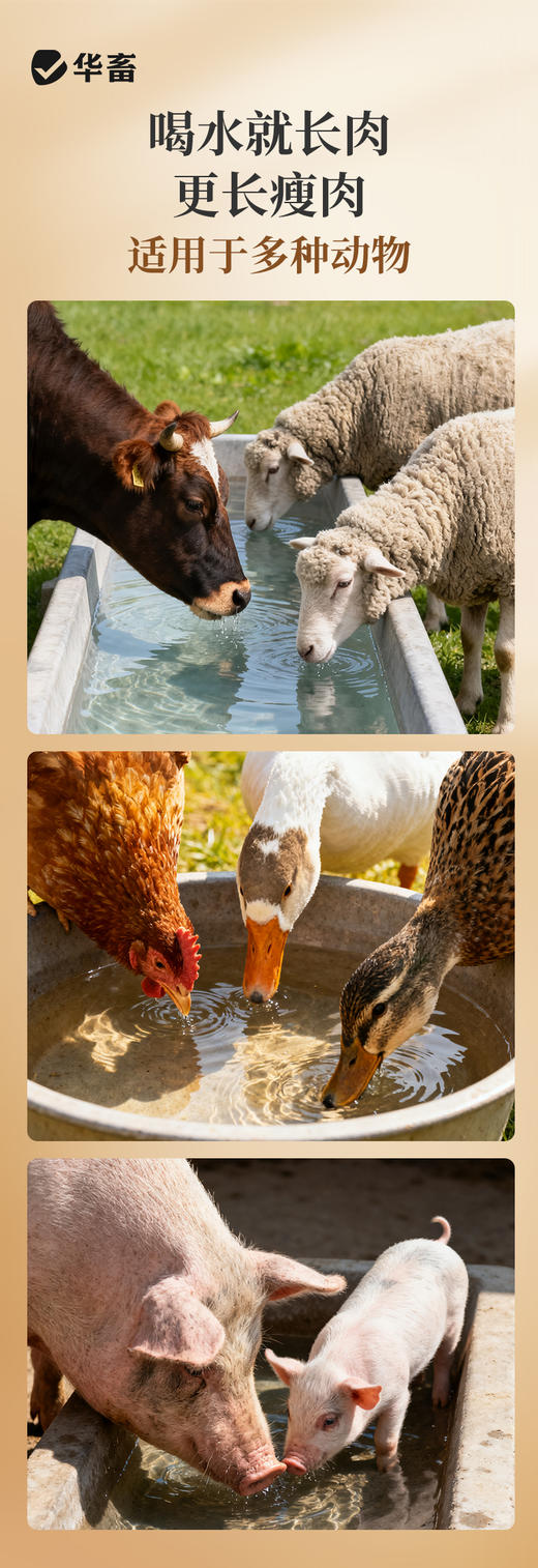 增肌重水 诱食抗应激一周内皮红毛亮分辨成型 商品图4