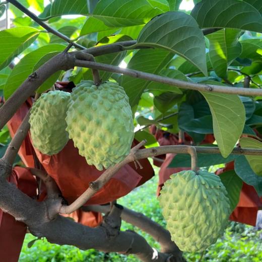 【牛奶凤梨释迦果】| 颜值0，味道10000+，口感冰淇淋一样的质地、软糯嫩滑、甜而不腻，口齿留香，备受喜爱~ 商品图9