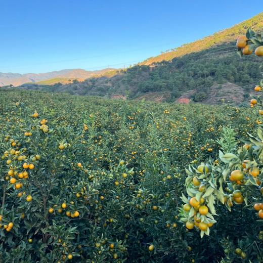 雲端脆蜜•金柑【顺丰/京东发货】 商品图7