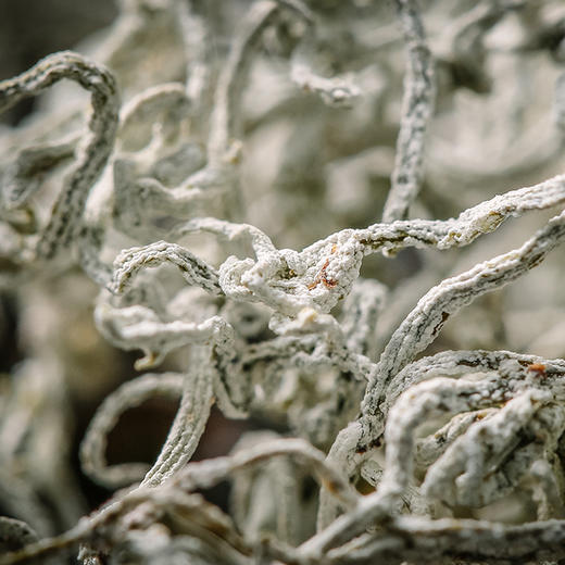 【口感醇厚】澧源莓湖南永顺莓茶显齿蛇葡萄叶 100g*2罐 原产地直供 商品图4