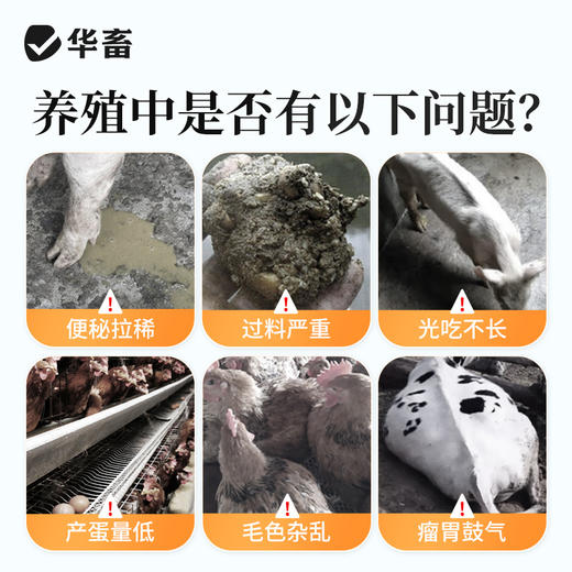 华畜酵皇1kg提高免疫力提高肠道消化 商品图1