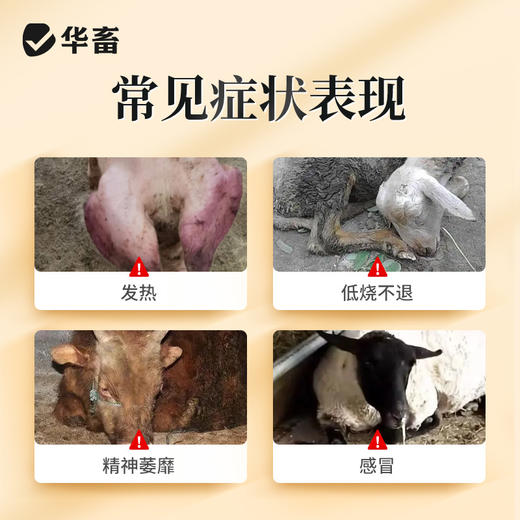 【社群专享】小柴胡散 厌食不吃流感发热秋冬季必备猪牛羊鸡鸭鹅通用 商品图1