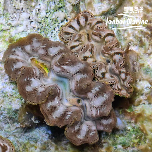 人工长砗磲 B（滤水） 商品图7