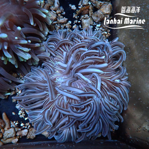 红肚葵 商品图3