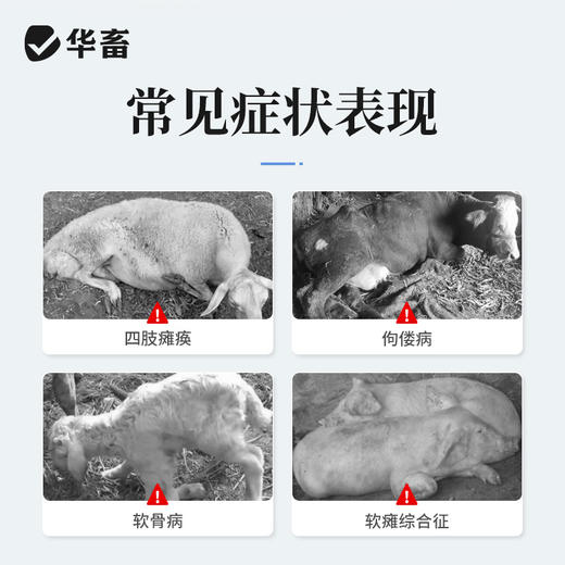 华畜维生素D2胶性钙注射液  补钙 佝偻病软骨症维丁胶性钙 商品图1