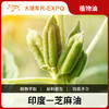 芝麻油 印度原料批发 SPA按摩基底油 按摩开背植物油基底油批发 商品缩略图0