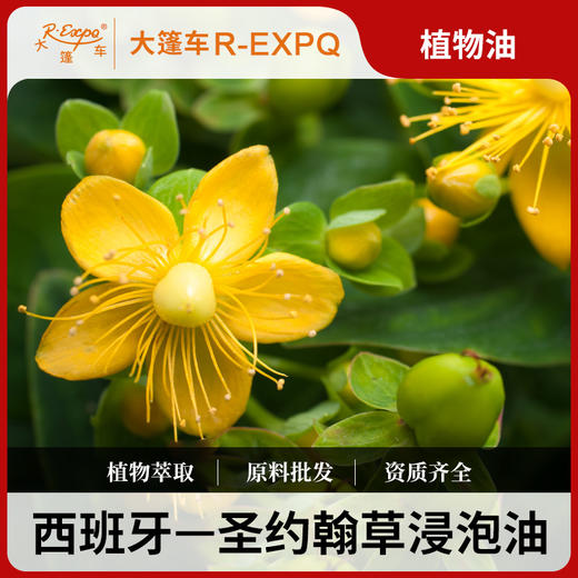 圣约翰草浸泡油西班牙原料批发开背SPA按摩植物基础油批发 商品图0