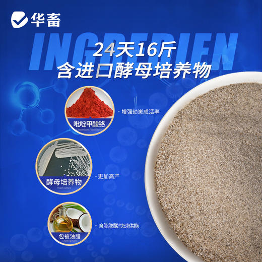 华畜24天16斤 澳洲第一催乳原料 奶水横流发情快 催乳奶粉母猪母牛羊均可使用 商品图1