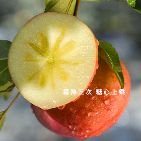 新疆阿克苏冰糖心苹果