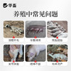 华畜布并统至猪牛羊布氏杆菌布用布并流产消瘦掉毛孕畜可用兽用 商品缩略图1