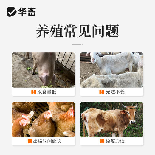 【王牌催肥】华畜暴力促长王1kg 强烈诱食促生长 提早出栏多赚钱 商品图1