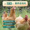 胡椒猪肚鸡 | 精选180天散养走地鸡 新鲜猪肚 1800小时慢熬原汤 加热即食 浓稠似玉 商品缩略图1