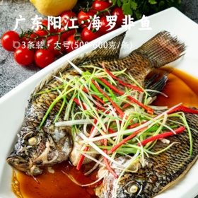 广东阳江·海罗非鱼 | 精选阳江淡咸水海域 活鱼现捕现杀 活杀三去洗净淡盐速冻 仅一条主骨 无细小杂刺