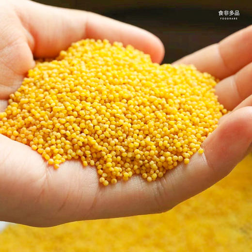中国地标食物 | 正宗山西沁州黄小米 米油丰厚 米汤金黄 香甜暖胃 商品图3
