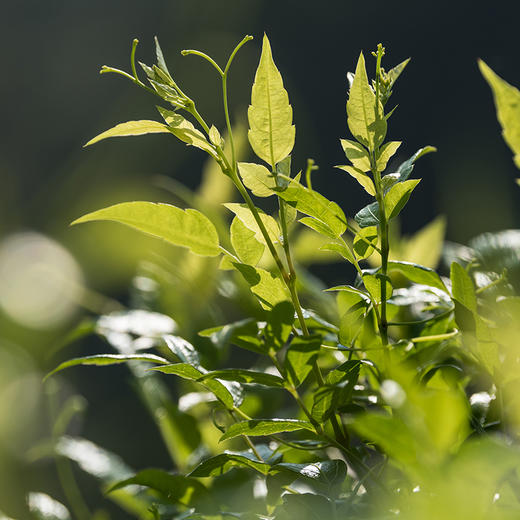 【口感醇厚】澧源莓湖南永顺莓茶显齿蛇葡萄叶 100g*2罐 原产地直供 商品图3
