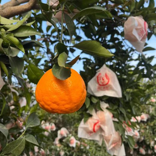 【蒲江耙耙柑】农家自种，当季新鲜，肉细多汁，原生态果子！ 商品图3