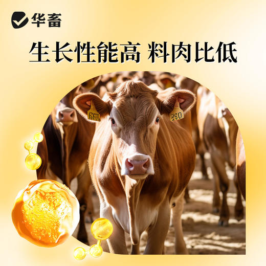 华畜酵皇1kg提高免疫力提高肠道消化 商品图5