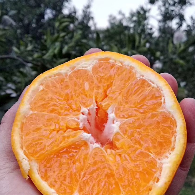 【蒲江耙耙柑】农家自种，当季新鲜，肉细多汁，原生态果子！