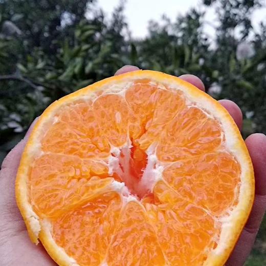 【蒲江耙耙柑】农家自种，当季新鲜，肉细多汁，原生态果子！ 商品图0